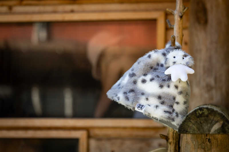 mamoさんさんのSauna kota LEPOのサ活写真