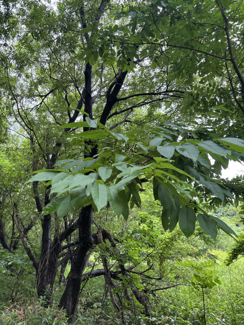 縞りんごさんのGKSサウナビレッジのサ活写真