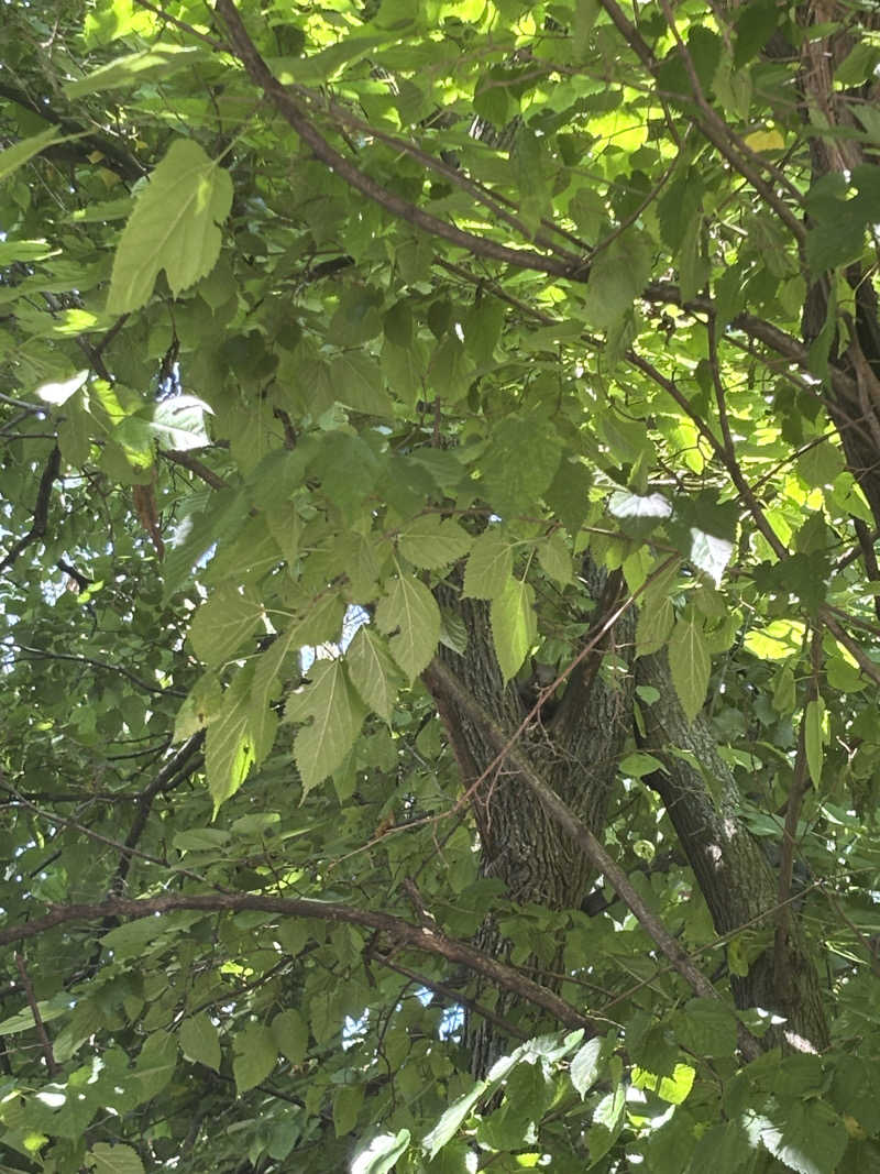 縞りんごさんの森のスパリゾート 北海道ホテルのサ活写真