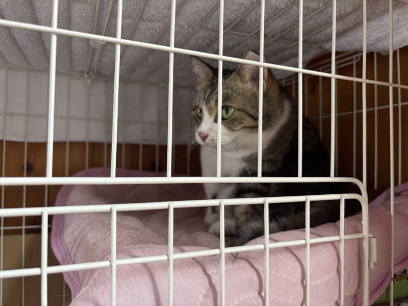 縞りんごさんのヌルヌル有田温泉のサ活写真