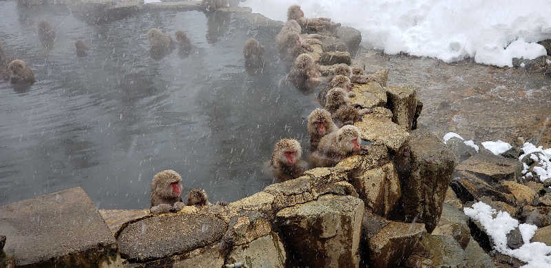 あおきさんの川中島温泉テルメDOMEのサ活写真