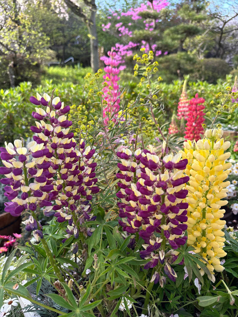 kosu🎏🎏さんのよみうりランド眺望温泉 花景の湯のサ活写真