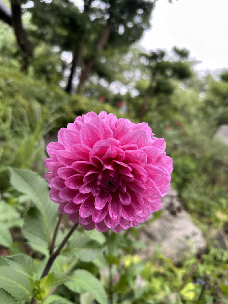 kosu🎏🎏さんのよみうりランド眺望温泉 花景の湯のサ活写真