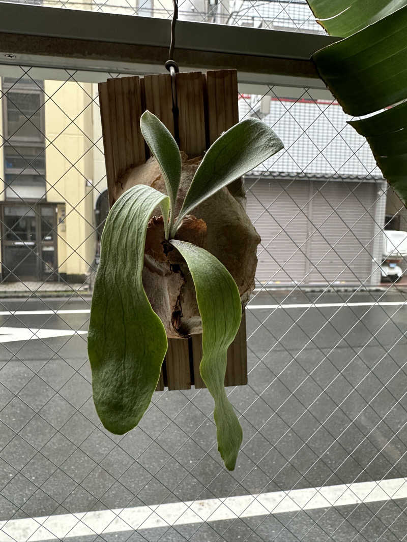 kosu🎏🎏さんの黄金湯のサ活写真