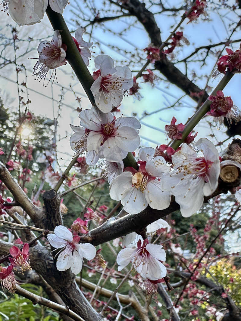 kosu🎏🎏さんのサウナゆげ蔵のサ活写真