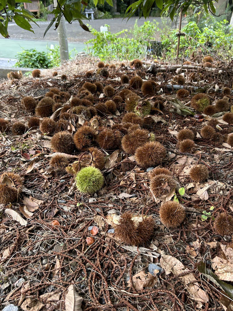 evergreenさんのふきさらし湯のサ活写真