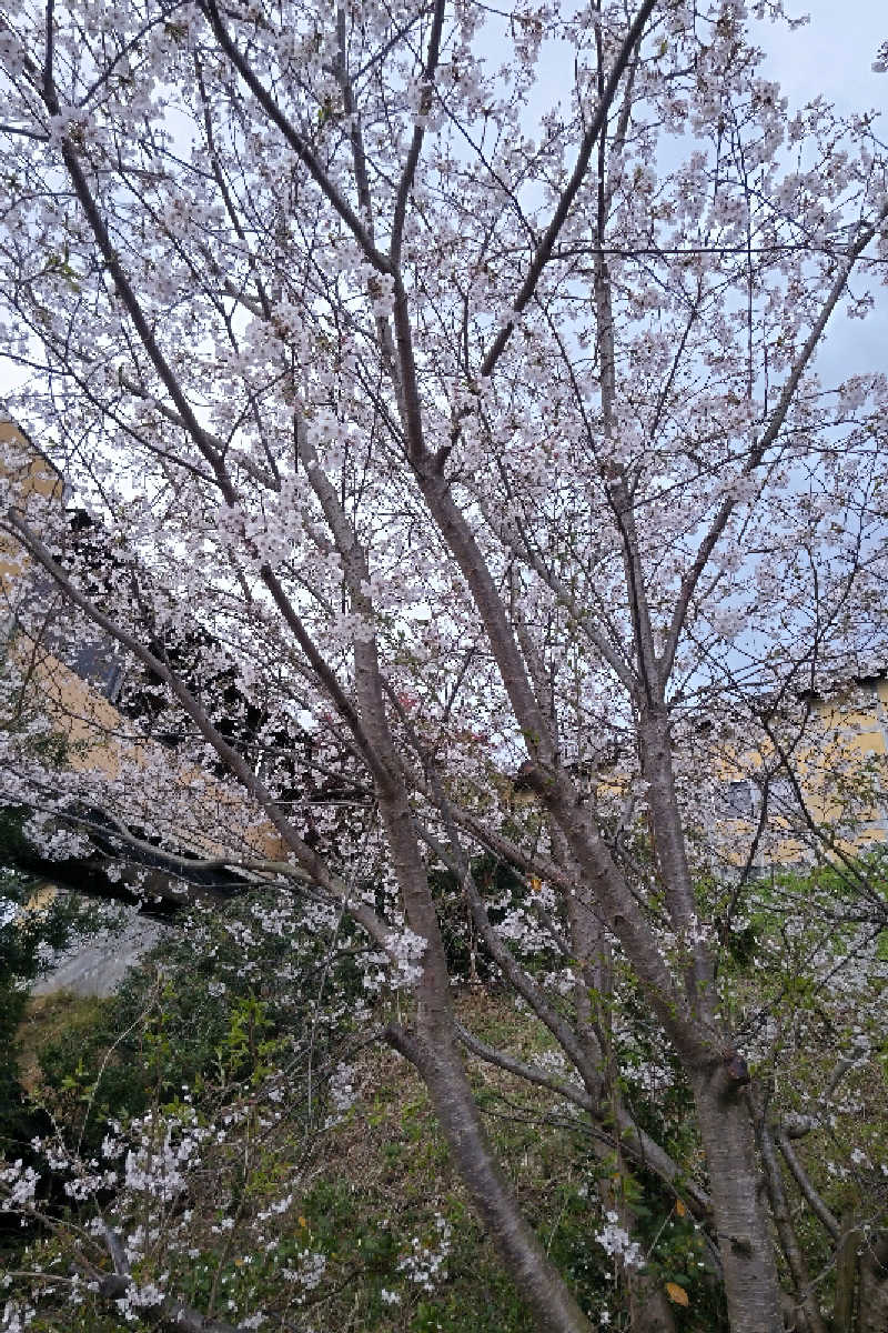 笑うメダカさんのゆりの温泉のサ活写真