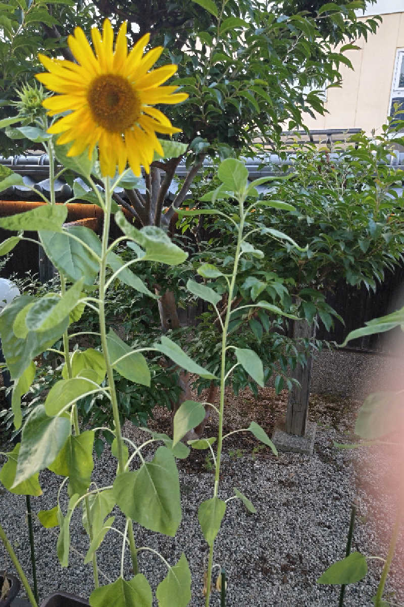 笑うメダカさんの天然温泉 ゆの華 サンスパおおむら店のサ活写真