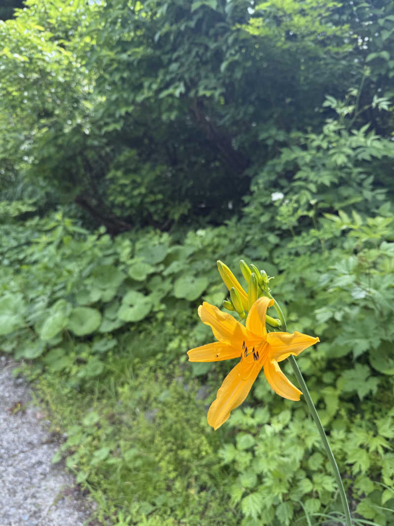 ☕️トンアク⛺️Yairo Coffee Rostarさんの寿和温泉のサ活写真