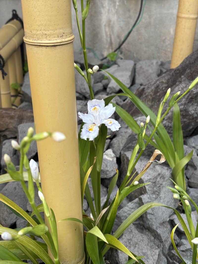 ❄️雪華❄️さんの高原鉱泉のサ活写真