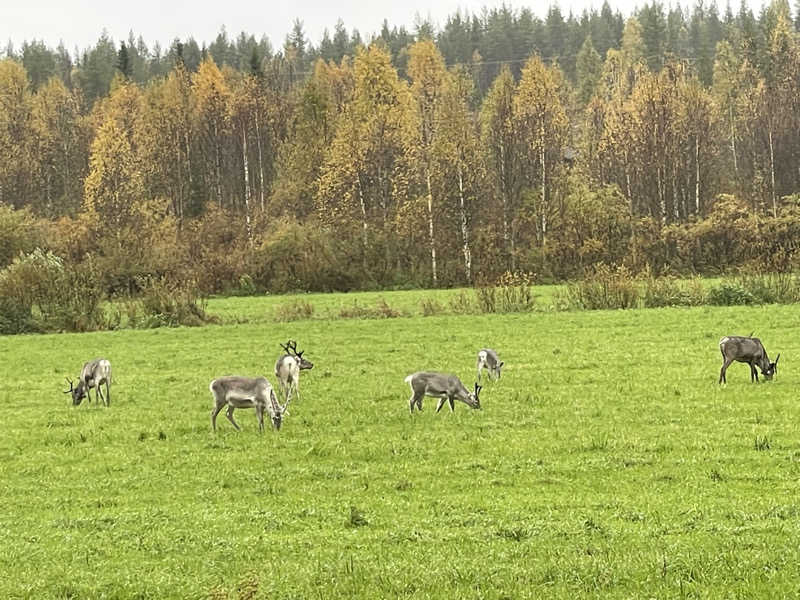 らむねさんのIsokenkäisten Klubiのサ活写真
