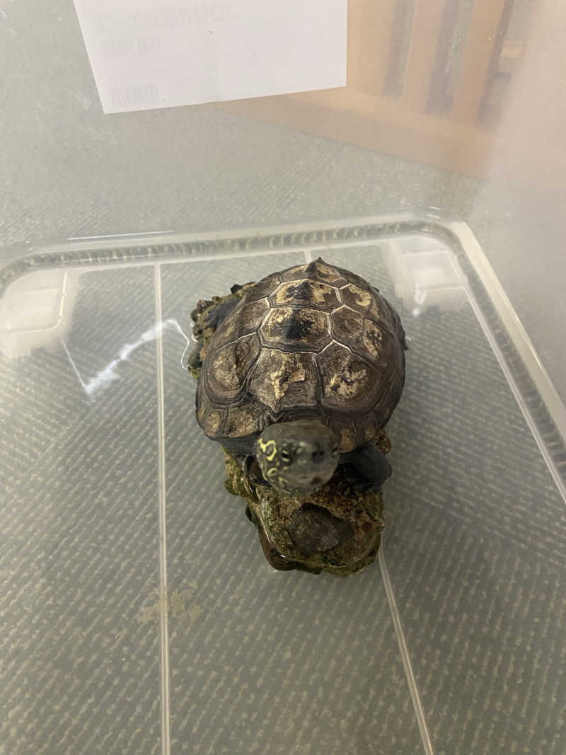 よそきちさんの里湯ちりはまのサ活写真