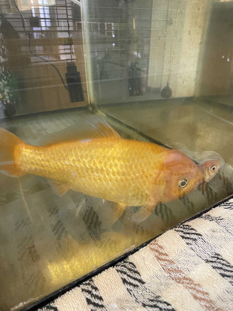 よそきちさんの里湯ちりはまのサ活写真