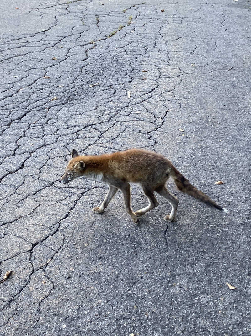 よそきちさんの天然温泉 満天の湯のサ活写真