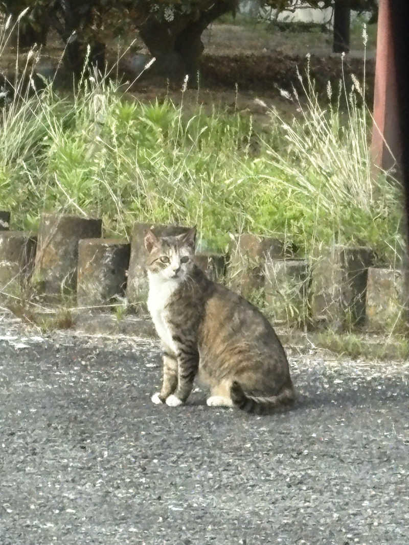 遅刻常習犯さんの翼山温泉のサ活写真