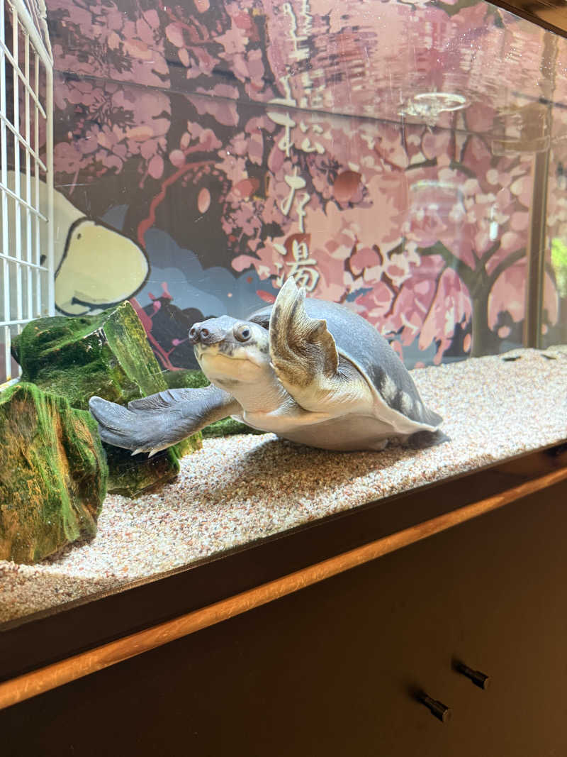 ハッスルサウナーさんの松本湯のサ活写真