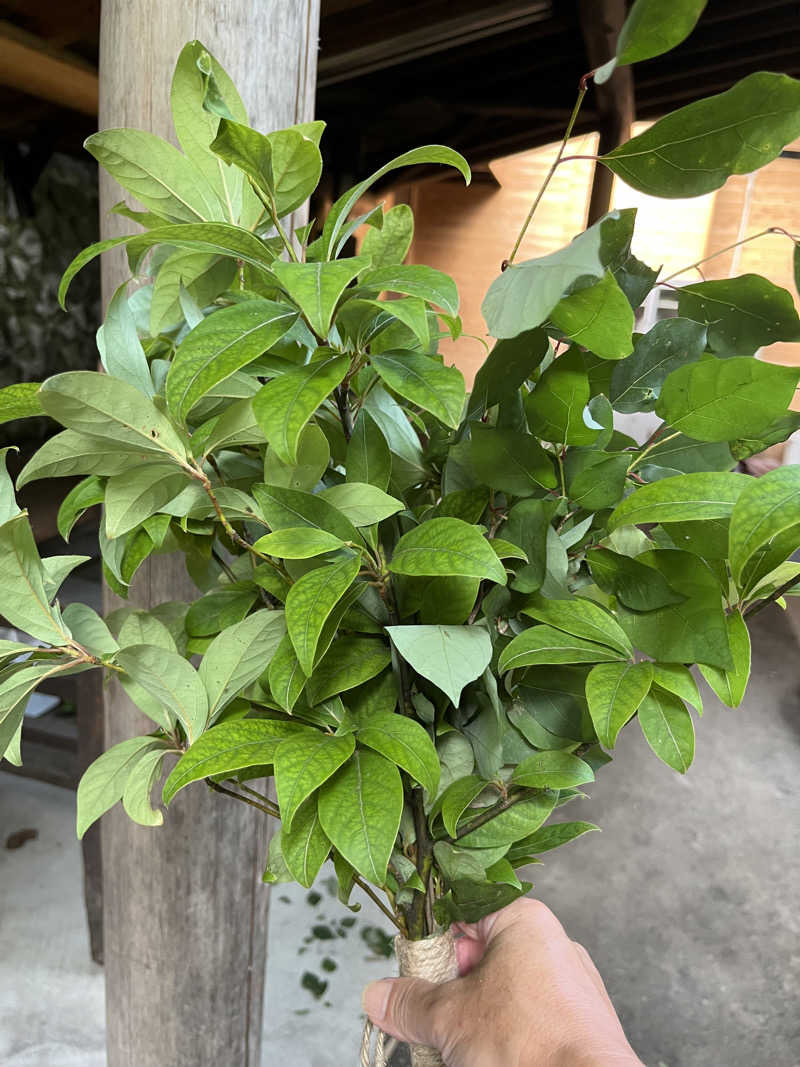 いちばんさんのたなごころサウナ Oasis & OasisⅡのサ活写真