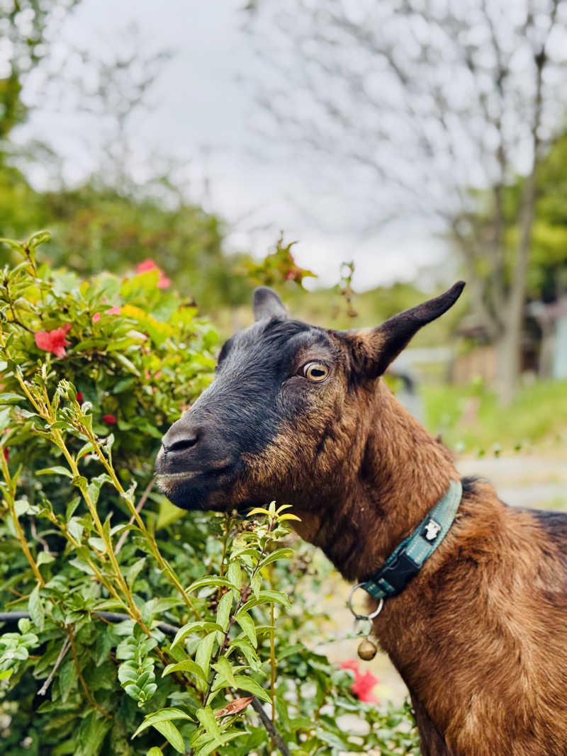 きた@さうなぁさんのDOMA SAUNAのサ活写真