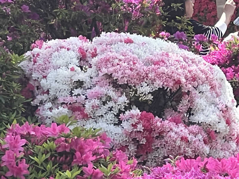 さとかずさんのひだまりの泉 萩の湯のサ活写真