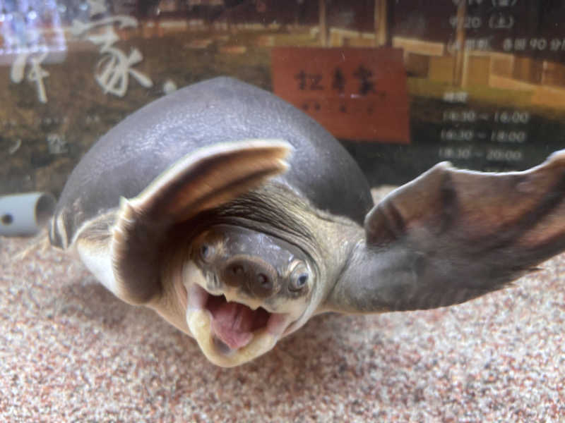やねこちゃんさんの松本湯のサ活写真