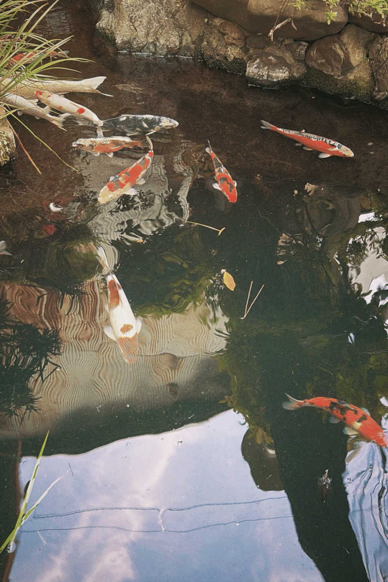 DJバーチャル農民さんの栄盛湯のサ活写真