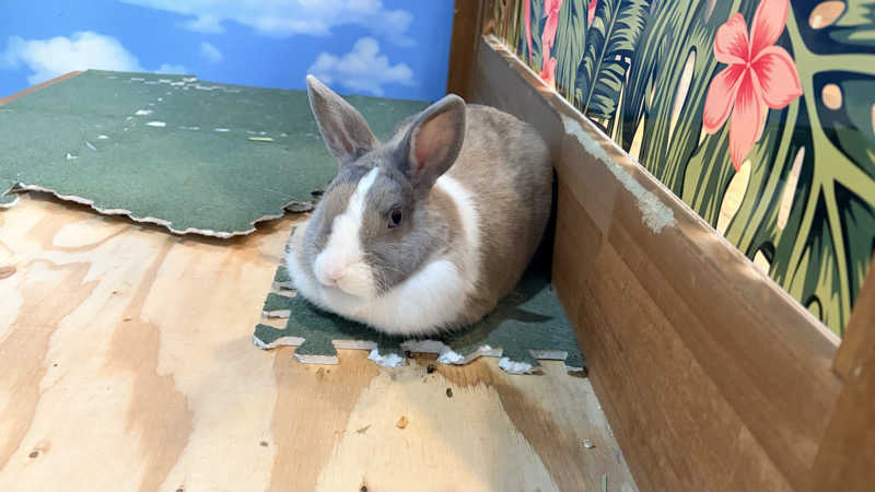 緑黄色世代さんのアクアリゾート 岐阜ふじの湯のサ活写真