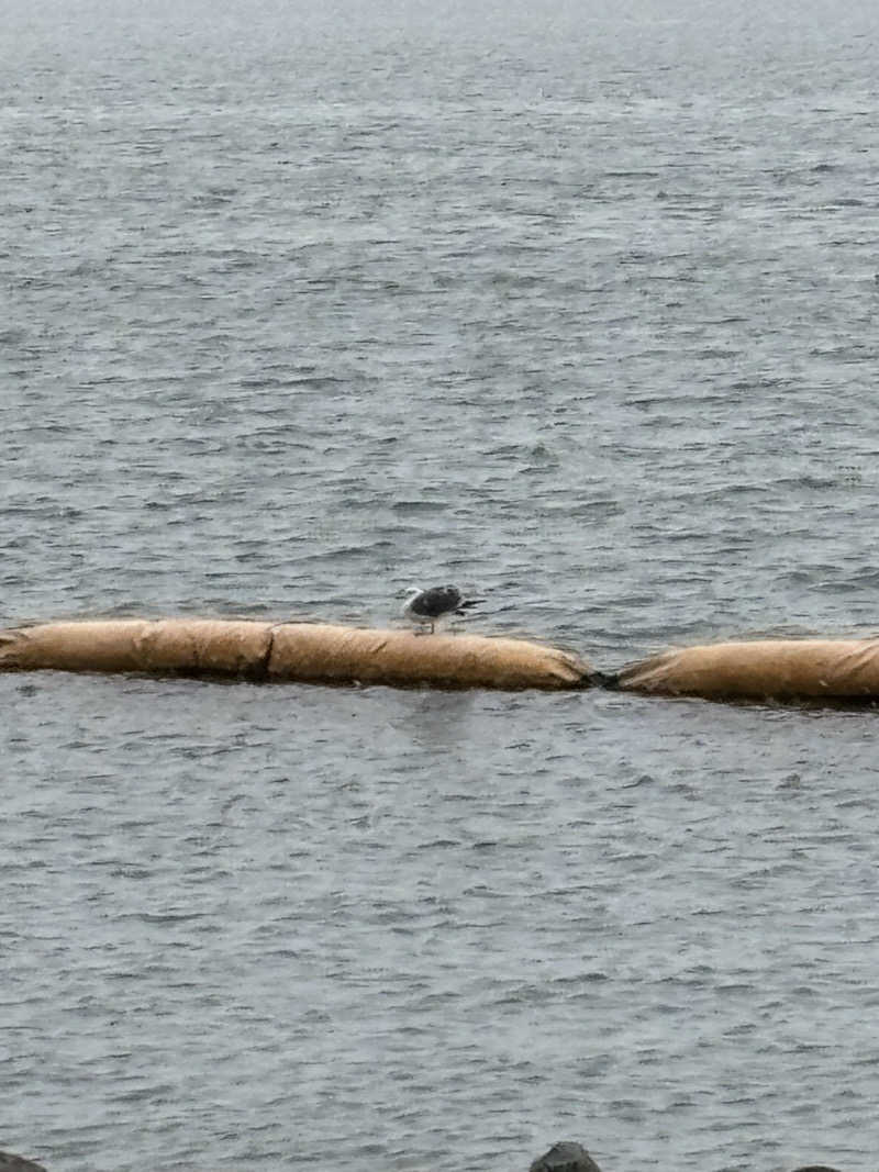 ヒョッティさんのTAOYA和倉(湯快リゾートプレミアム 和倉温泉 金波荘)のサ活写真