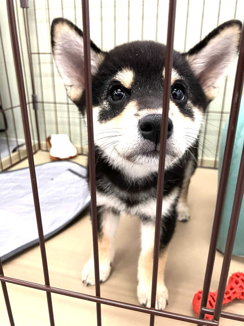 イエローサブマリンさんのあわじ島鮎屋組滝テラスのサ活写真