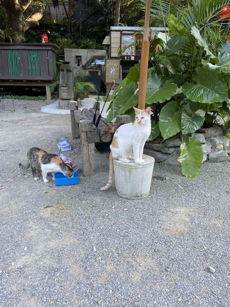 JD祭りさんの亜熱帯サウナのサ活写真