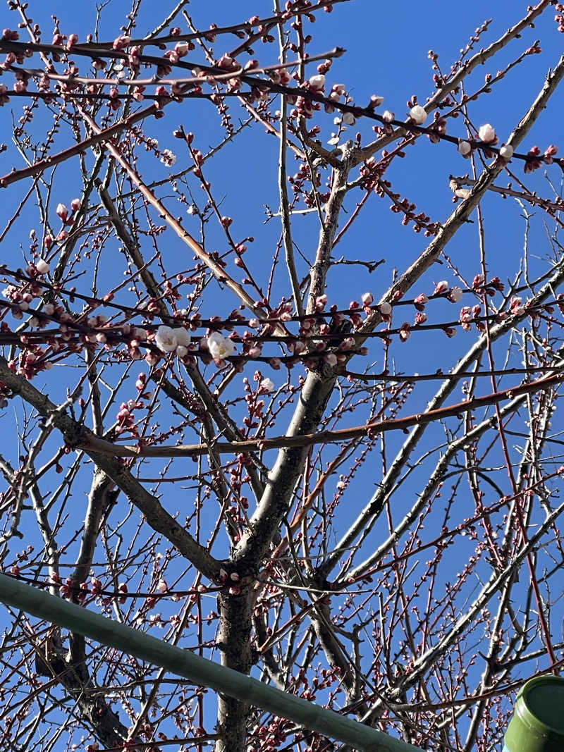 JD祭りさんの山賊サウナのサ活写真