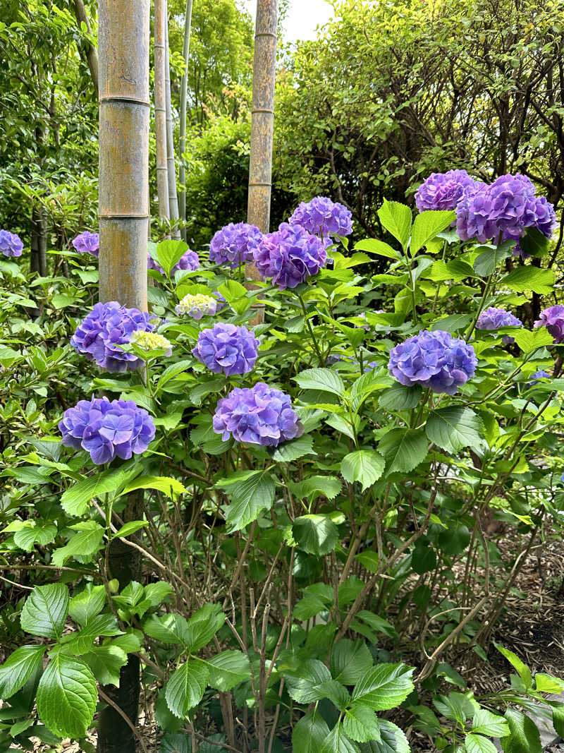 mochaさんの東静岡 天然温泉 柚木の郷のサ活写真