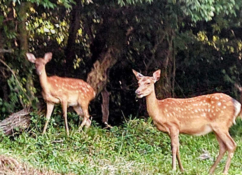 さおりさんの根尾川谷汲温泉のサ活写真