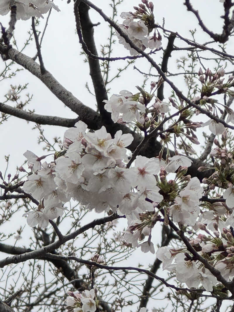 YUMMYさんのビバークランド ロードの湯(薪サウナ)のサ活写真