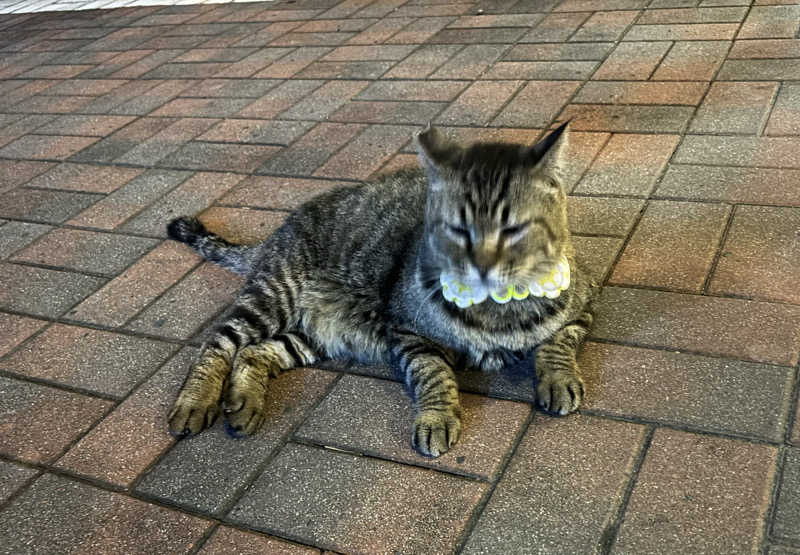 ふくまるさんの八千代湯のサ活写真