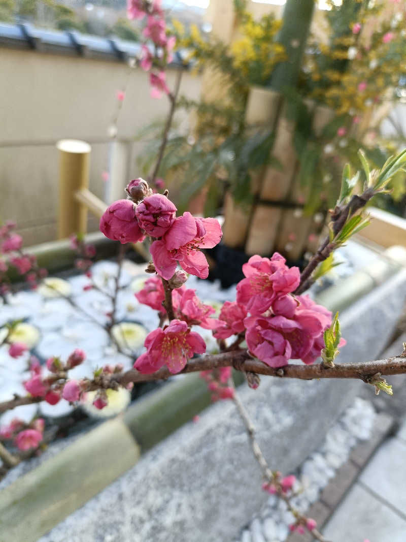 水風呂でととのった～！さんの天光の湯のサ活写真