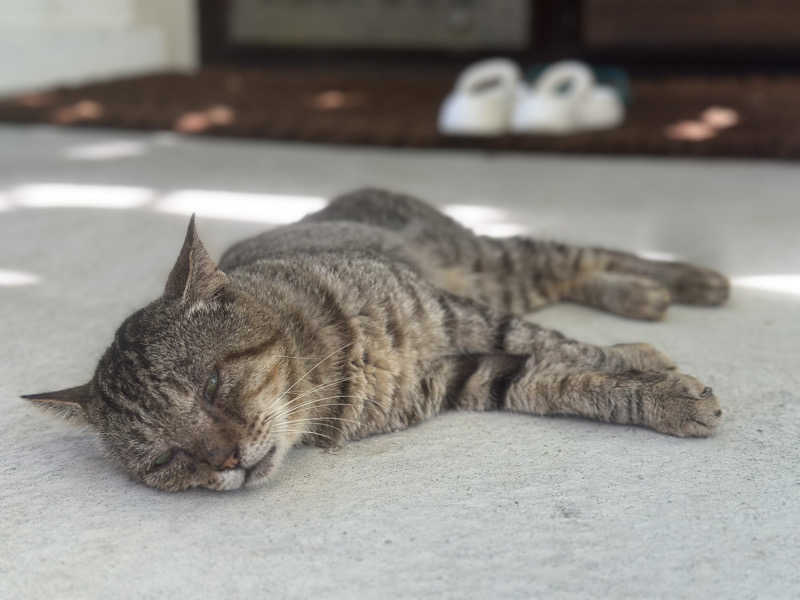 しんやんしさんのサ郷kakeRu アースバッグサウナ発祥の地のサ活写真
