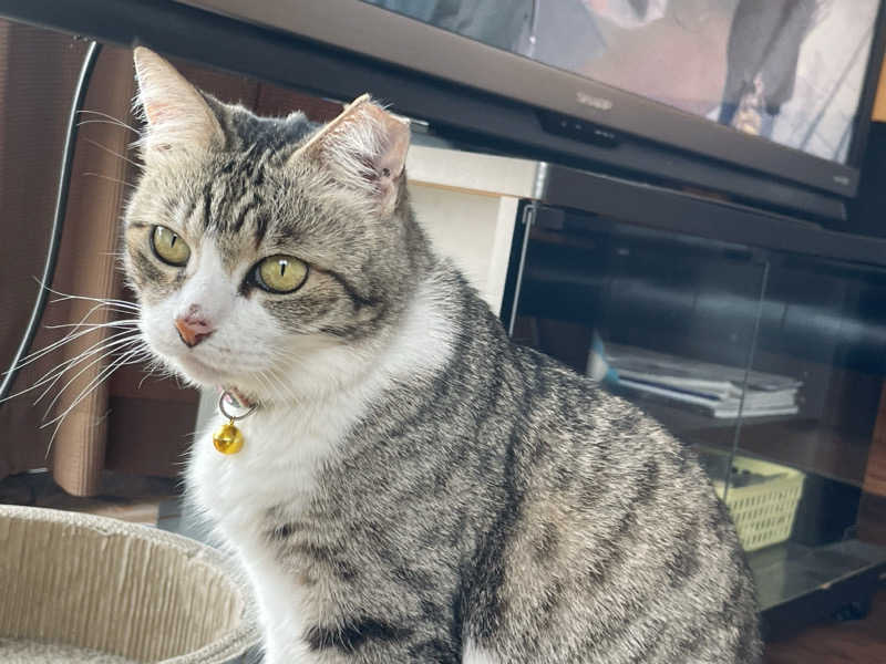 愛猫はみーちゃんさんのヌルヌル有田温泉のサ活写真