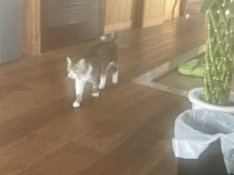 愛猫はみーちゃんさんのヌルヌル有田温泉のサ活写真