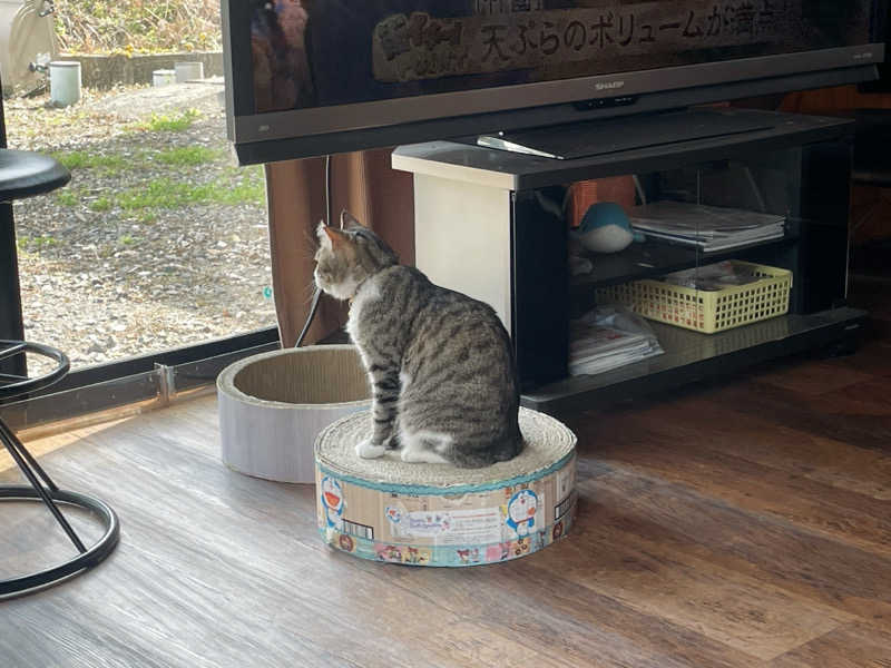 愛猫はみーちゃんさんのヌルヌル有田温泉のサ活写真