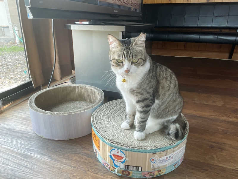 愛猫はみーちゃんさんのヌルヌル有田温泉のサ活写真