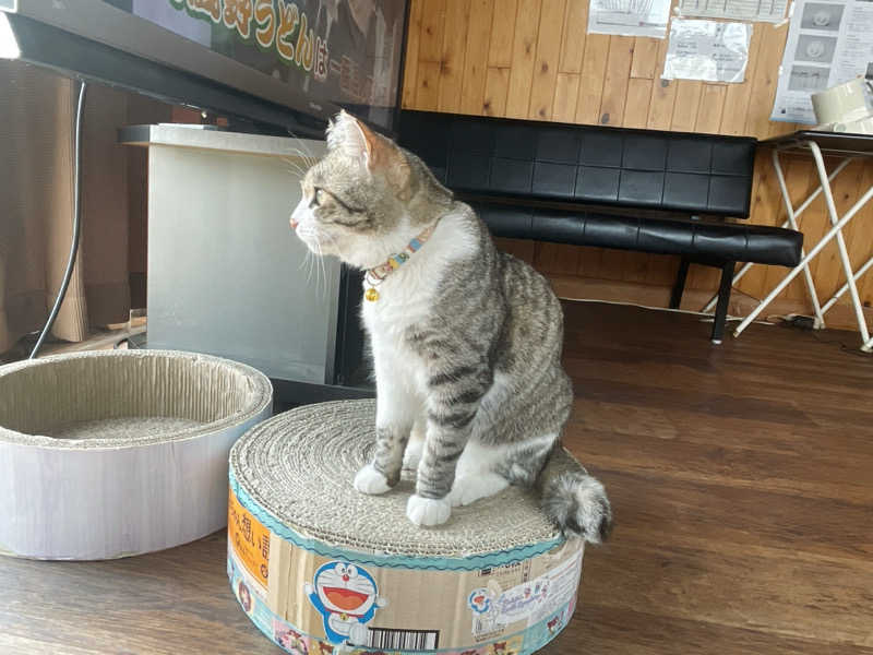 愛猫はみーちゃんさんのヌルヌル有田温泉のサ活写真