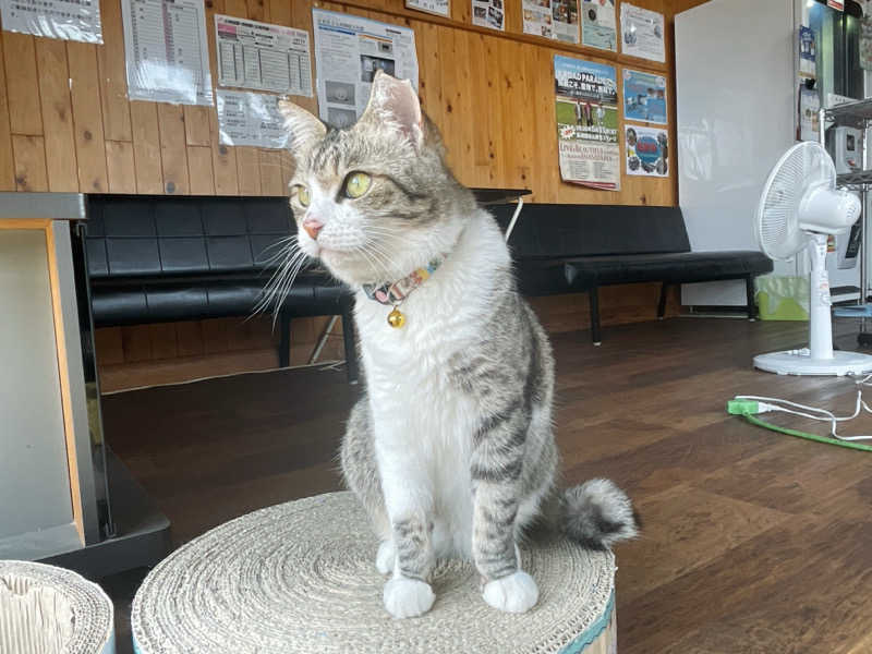 愛猫はみーちゃんさんのヌルヌル有田温泉のサ活写真