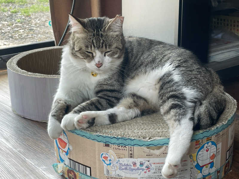愛猫はみーちゃんさんのヌルヌル有田温泉のサ活写真