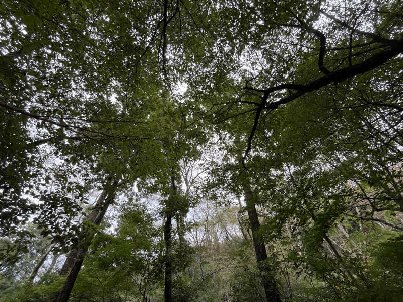 しーちゃんさんのモダン湯治 おんりーゆーのサ活写真