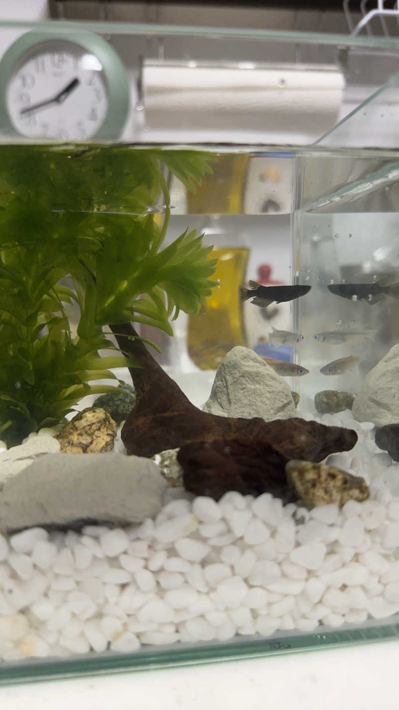 ｳﾁｬﾏさんの宮前平源泉 湯けむりの庄のサ活写真