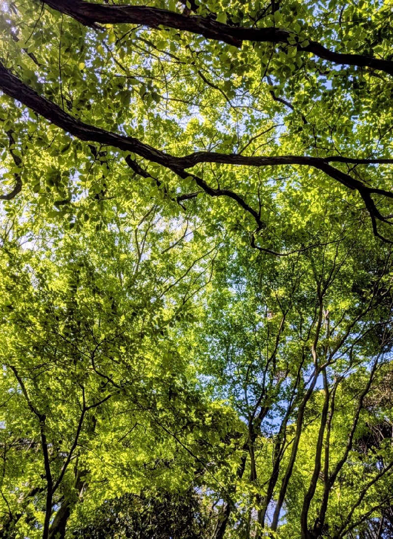 イシレリさんのサウナ石畳-TripTrain(トリップトレイン)-のサ活写真