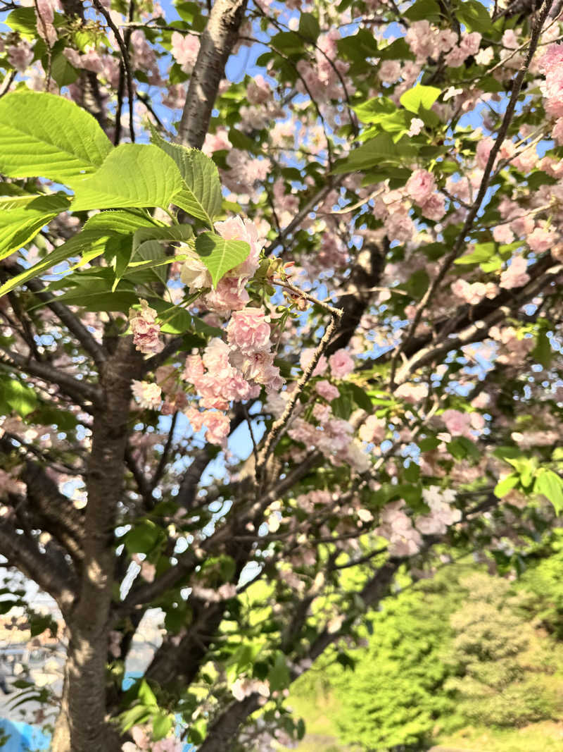 コミーさんの毎日サウナ 八王子店のサ活写真