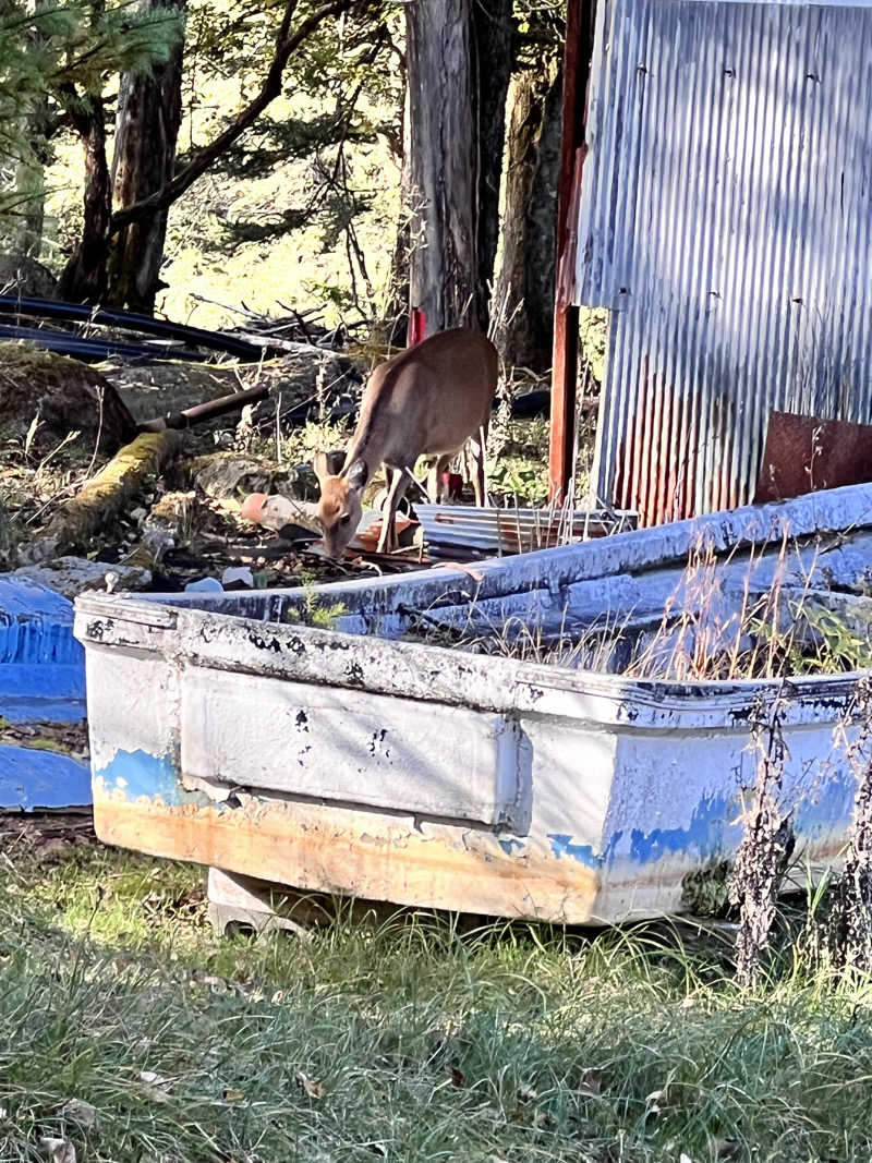 みつおさんの奥日光 森のホテルのサ活写真