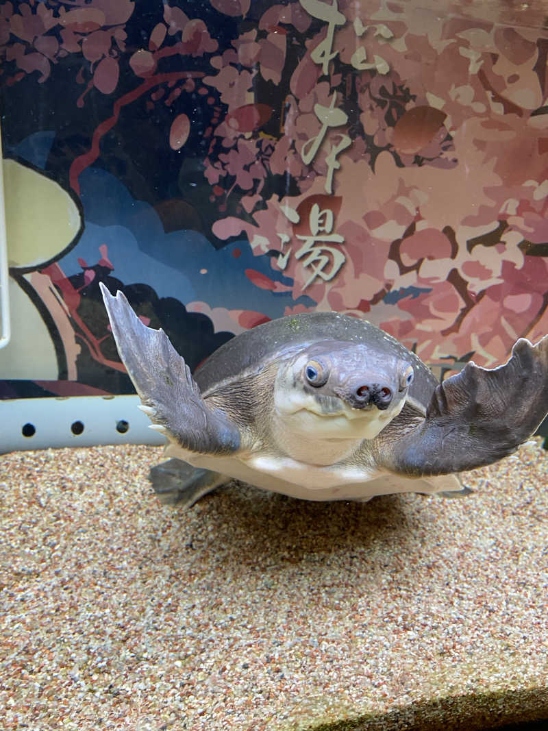 ちょとぱともさんの松本湯のサ活写真