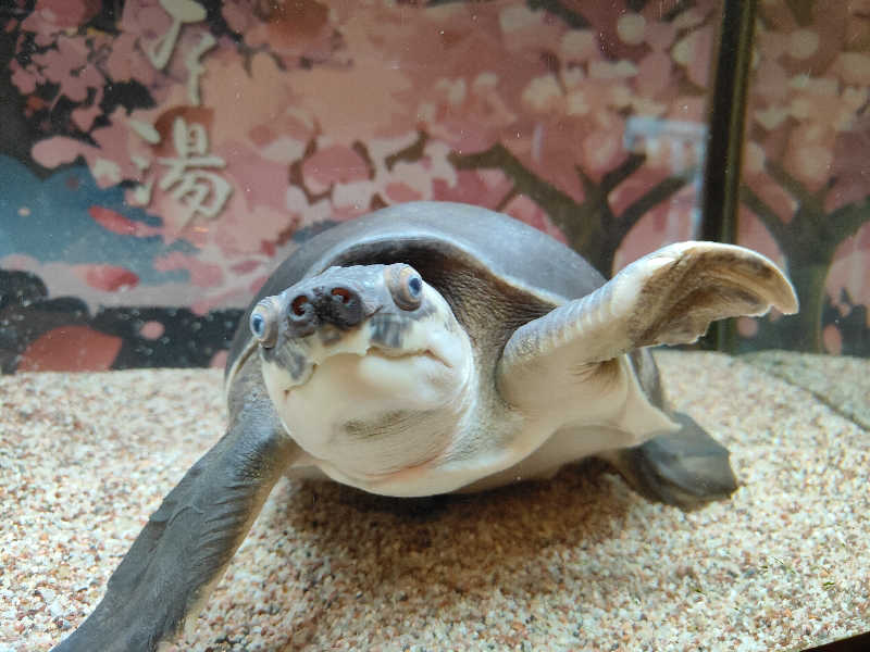 もりそばさんの松本湯のサ活写真